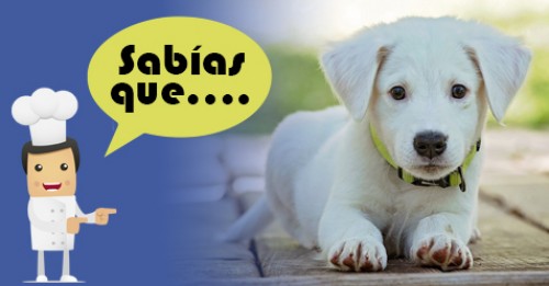 Imagen de Sabias qué