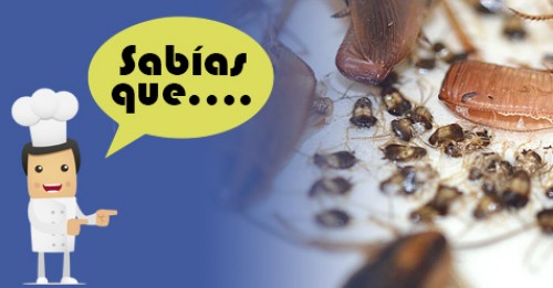 Imagen de Sabias qué
