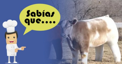 Imagen de Sabias qué