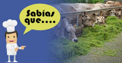 Imagen de Sabias qué